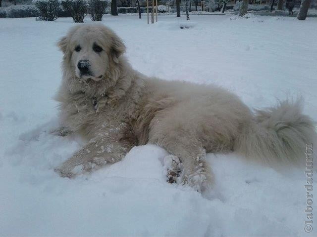 Perro de Montana del Pirineo