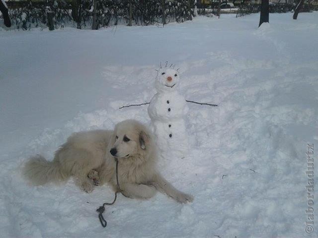 Perro de Montana del Pirineo