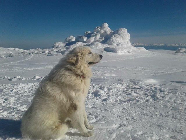 Perro de Montana del Pirineo