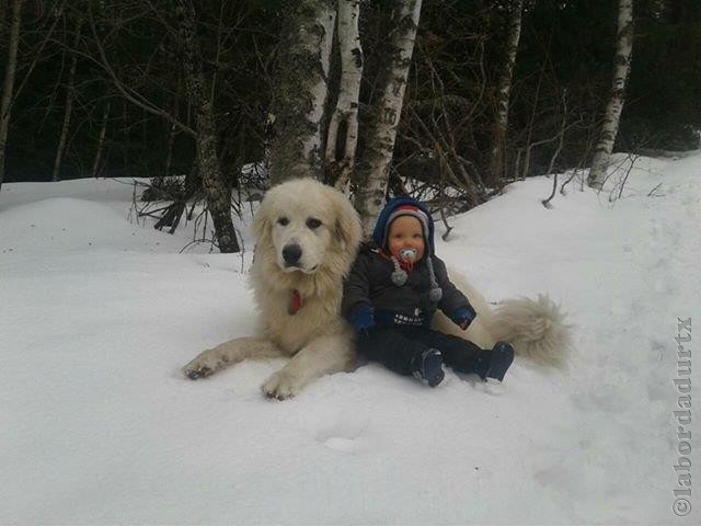 Perro de Montana del Pirineo