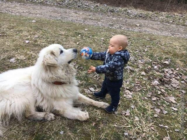 Perro de Montana del Pirineo