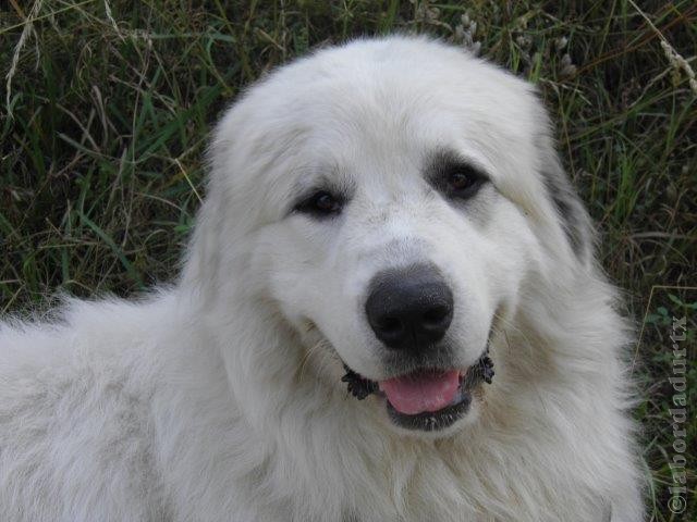 Perro de Montana del Pirineo