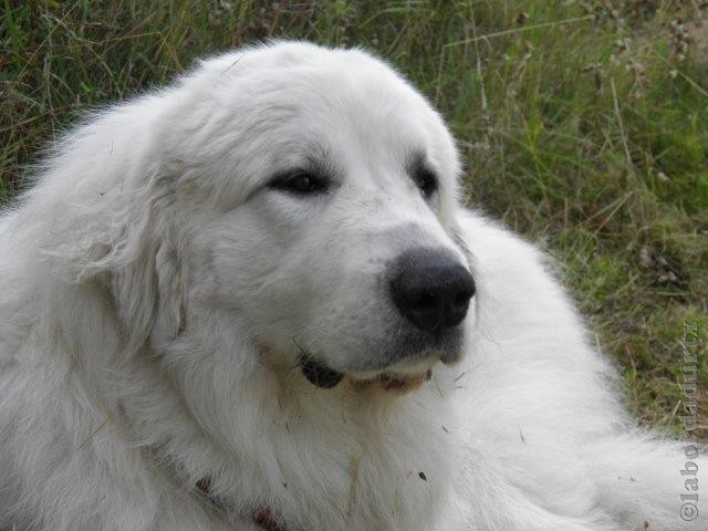 Perro de Montana del Pirineo