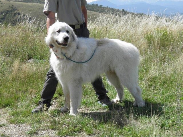 Perro de Montana del Pirineo
