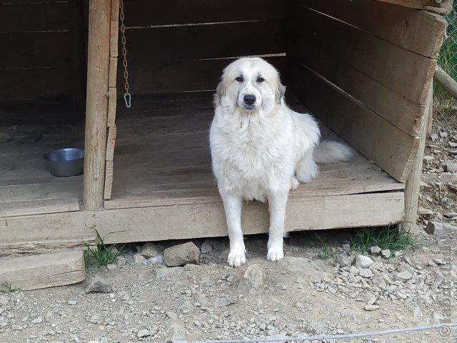 Perro de Montana del Pirineo