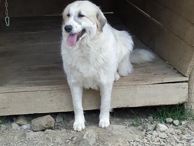 Perro de Montana del Pirineo