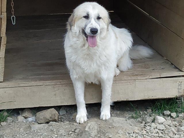 Perro de Montana del Pirineo