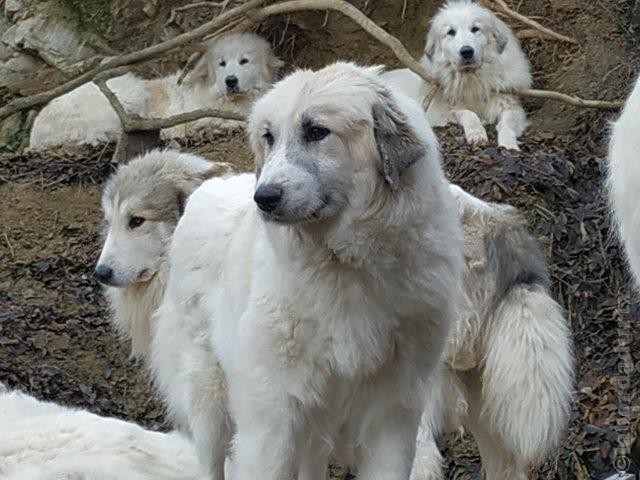 Perro de Montana del Pirineo