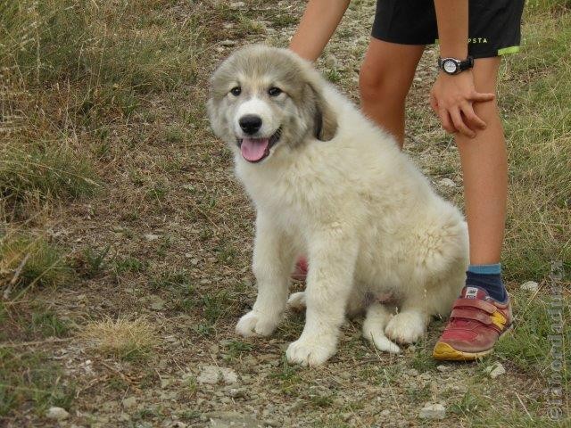 Perro de Montana del Pirineo