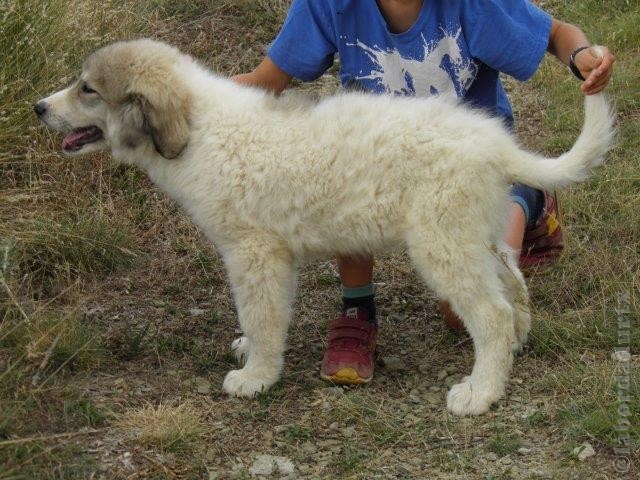 Perro de Montana del Pirineo