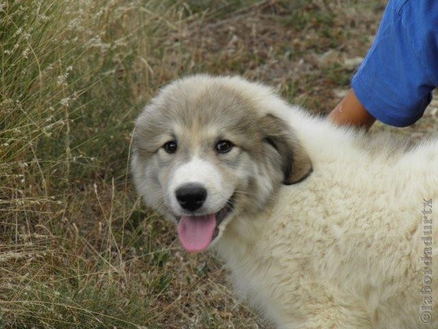 Perro de Montana del Pirineo