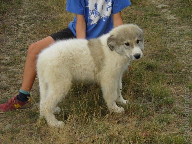 Perro de Montana del Pirineo