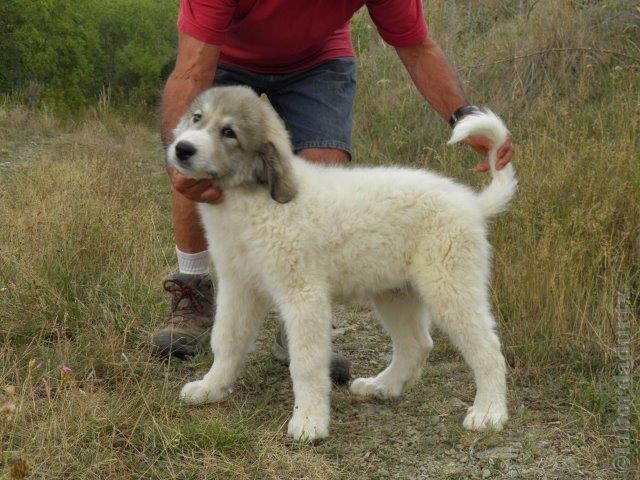 Perro de Montana del Pirineo