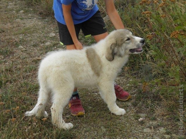 Perro de Montana del Pirineo