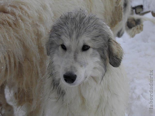 Perro de Montana del Pirineo