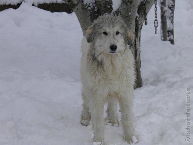 Perro de Montana del Pirineo