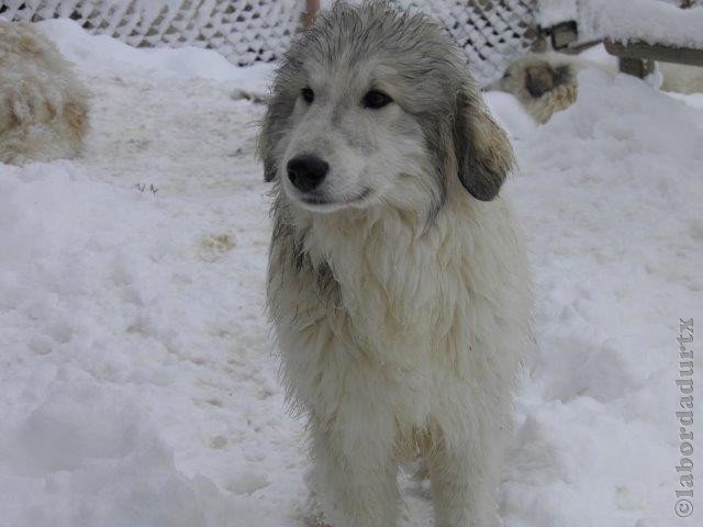 Perro de Montana del Pirineo