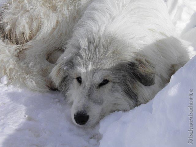 Perro de Montana del Pirineo