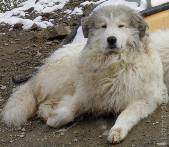 Perro de Montana del Pirineo