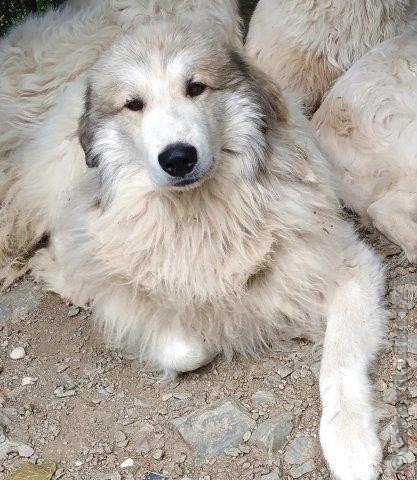 Perro de Montana del Pirineo