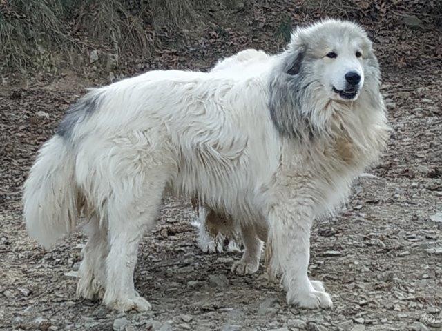 Perro de Montana del Pirineo