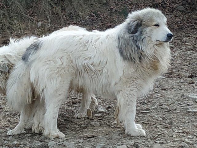 Perro de Montana del Pirineo