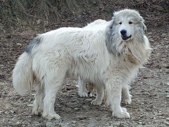 Perro de Montana del Pirineo