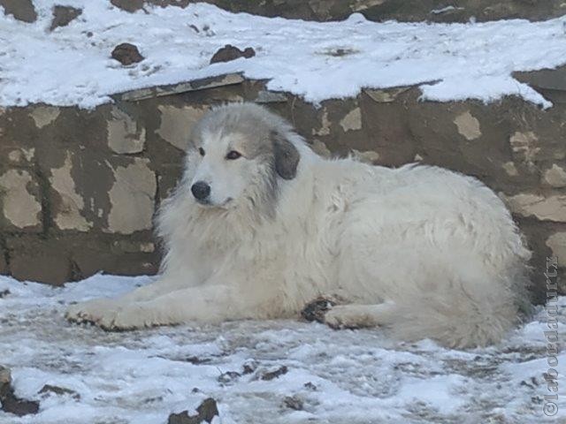 Perro de Montana del Pirineo