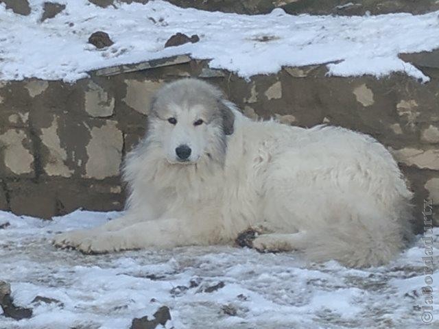 Perro de Montana del Pirineo