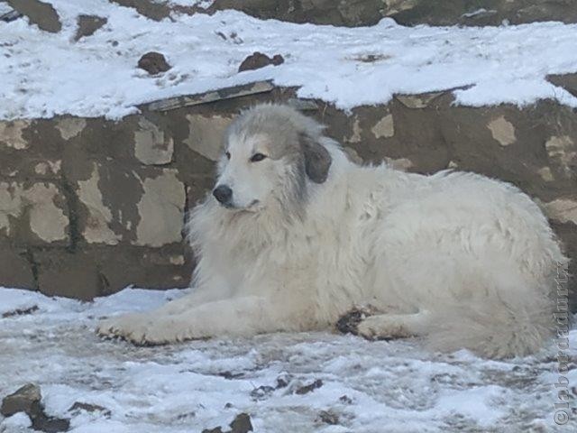 Perro de Montana del Pirineo