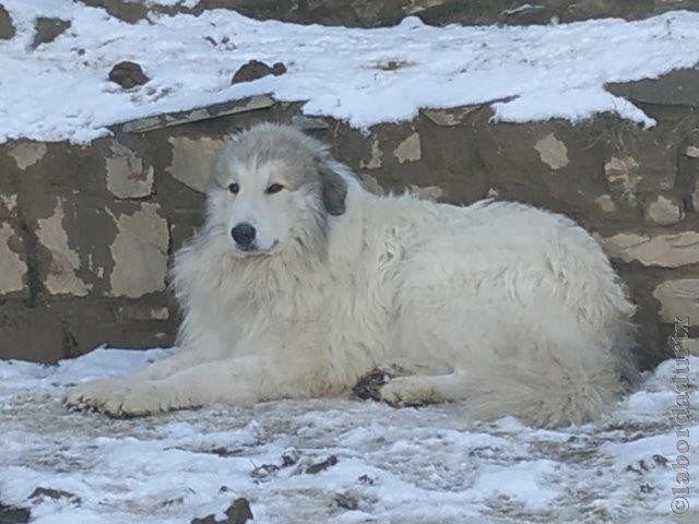 Perro de Montana del Pirineo