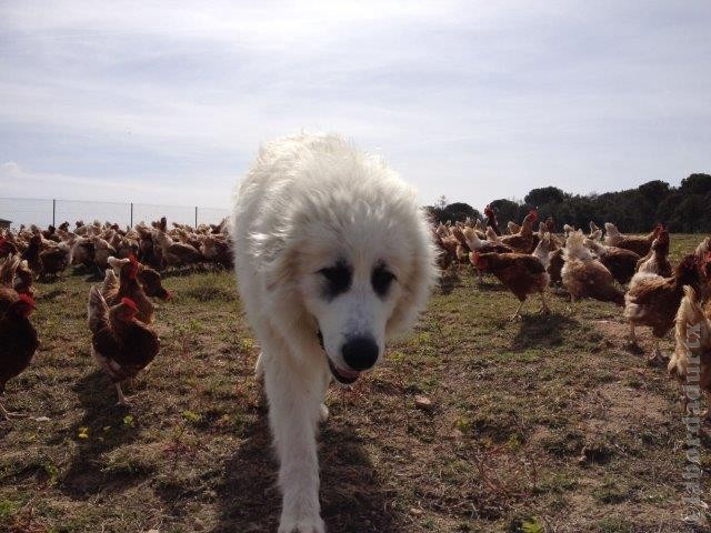 Perro de Montana del Pirineo