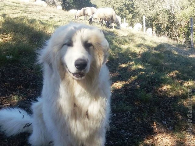 Perro de Montana del Pirineo