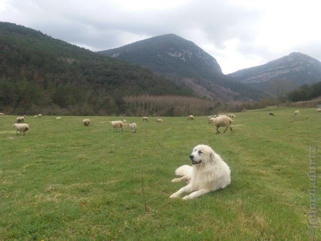 Perro de Montana del Pirineo