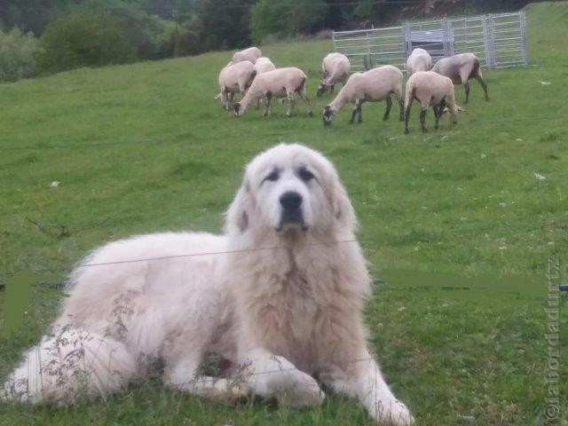 Perro de Montana del Pirineo