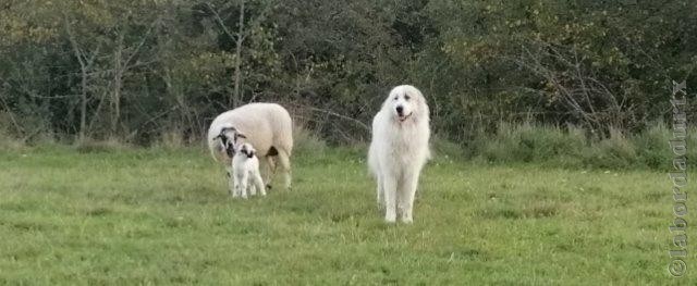 Perro de Montana del Pirineo