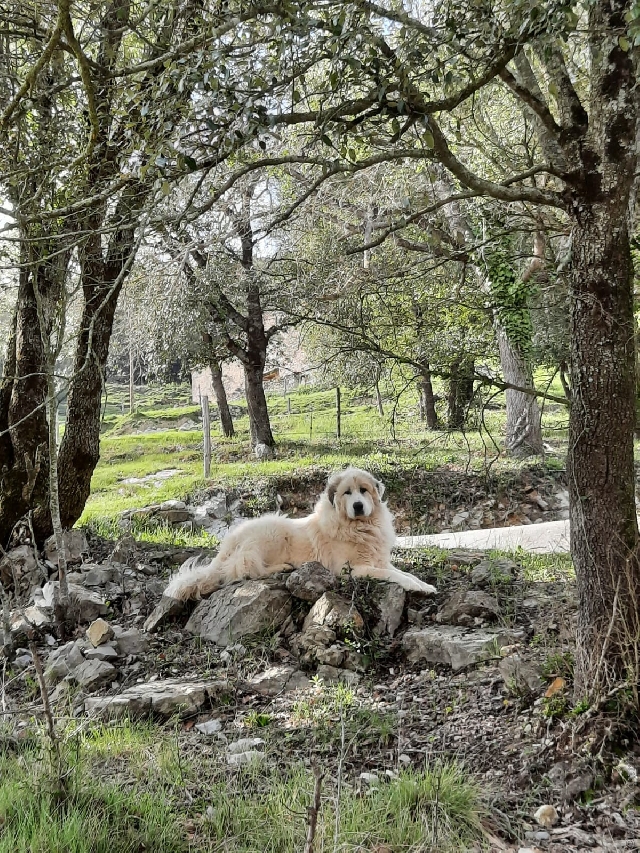 Perro de Montana del Pirineo