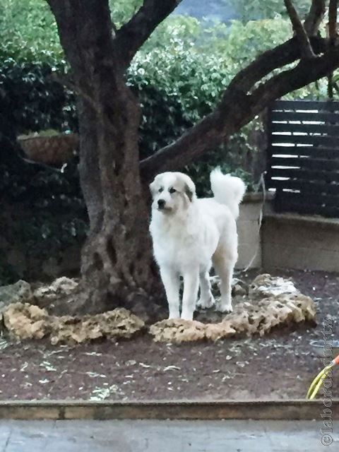 Perro de Montana del Pirineo