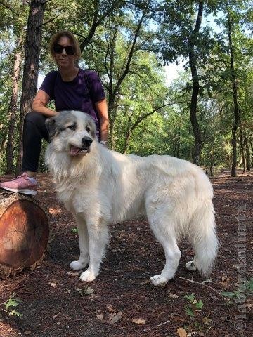 Perro de Montana del Pirineo