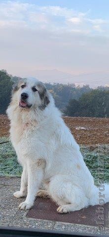 Perro de Montana del Pirineo