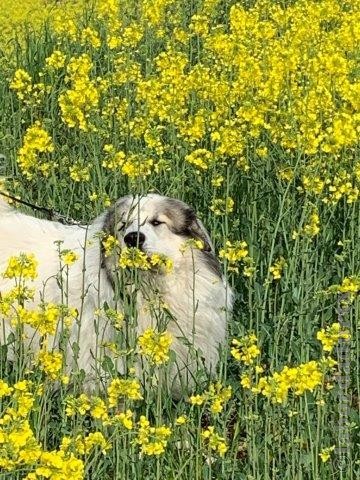 Perro de Montana del Pirineo