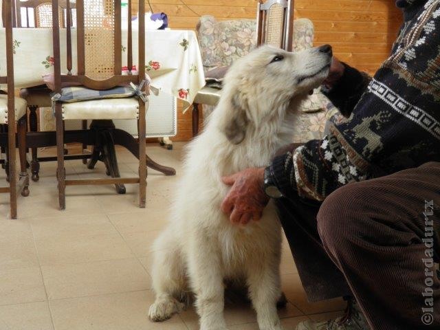 Perro de Montana del Pirineo