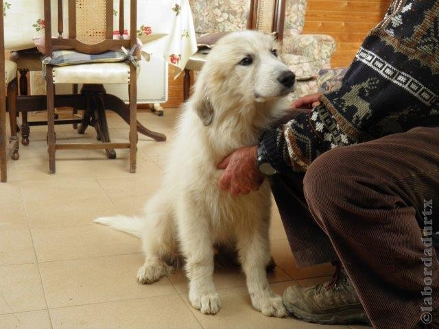 Perro de Montana del Pirineo