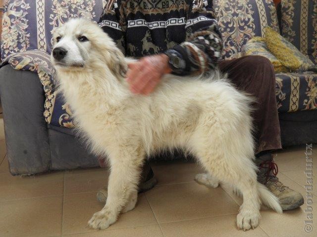 Perro de Montana del Pirineo