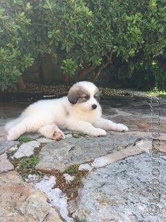 Perro de Montana del Pirineo