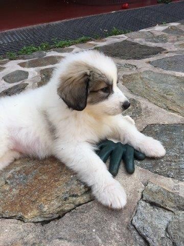 Perro de Montana del Pirineo