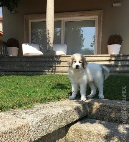 Perro de Montana del Pirineo