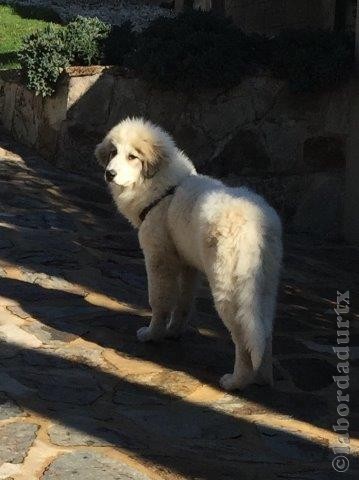 Perro de Montana del Pirineo