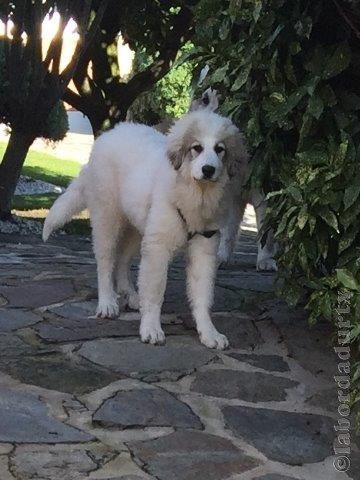 Perro de Montana del Pirineo