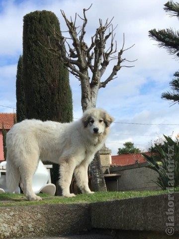 Perro de Montana del Pirineo